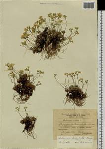 Androsace villosa var. dasyphylla (Bunge) Kar. & Kir., Siberia, Baikal & Transbaikal region (S4) (Russia)