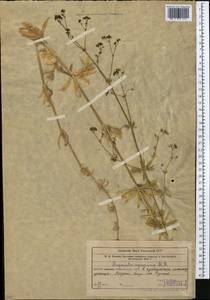 Galium pseudorivale Tzvelev, Middle Asia, Western Tian Shan & Karatau (M3) (Uzbekistan)