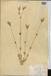 Dichodon perfoliatum (L.) Á. Löve & D. Löve, Middle Asia, Syr-Darian deserts & Kyzylkum (M7) (Uzbekistan)