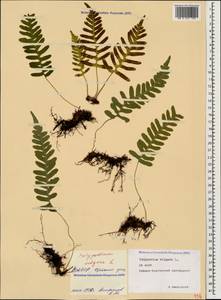 Polypodium vulgare L., Caucasus, North Ossetia, Ingushetia & Chechnya (K1c) (Russia)