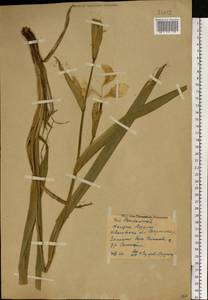 Iris pseudacorus L., Eastern Europe, Central forest region (E5) (Russia)