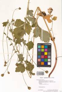 Geum × spurium C. A. Mey., Eastern Europe, Central region (E4) (Russia)