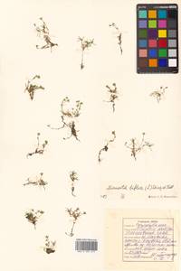 Cherleria biflora (L.) A. J. Moore & Dillenb., Siberia, Russian Far East (S6) (Russia)