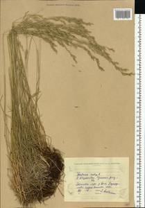 Festuca rubra L., Eastern Europe, North Ukrainian region (E11) (Ukraine)