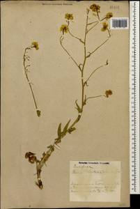 Bunias orientalis L., Caucasus, Azerbaijan (K6) (Azerbaijan)