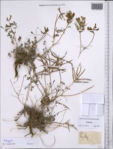 Astragalus, Middle Asia, Pamir & Pamiro-Alai (M2) (Tajikistan)