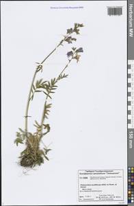 Polemonium villosum Rudolph ex Georgi, Siberia, Central Siberia (S3) (Russia)