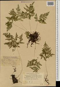 Cystopteris montana (Lam.) Desv., Caucasus, South Ossetia (K4b) (South Ossetia)