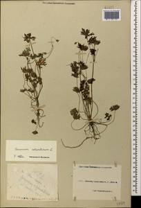 Geranium columbinum L., Caucasus, Black Sea Shore (from Novorossiysk to Adler) (K3) (Russia)