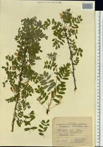 Caragana arborescens Lam., Siberia, Western Siberia (S1) (Russia)