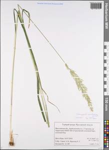 Calamagrostis arundinacea (L.) Roth, Eastern Europe, Central forest region (E5) (Russia)