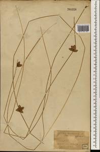 Scirpus, South Asia, South Asia (Asia outside ex-Soviet states and Mongolia) (ASIA) (Japan)
