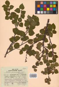 Betula paramushirensis Barkalov, Siberia, Russian Far East (S6) (Russia)