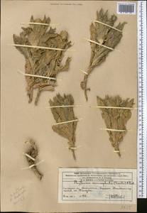 Cryptocodon monocephalus (Trautv.) Fed., Middle Asia, Western Tian Shan & Karatau (M3) (Kazakhstan)