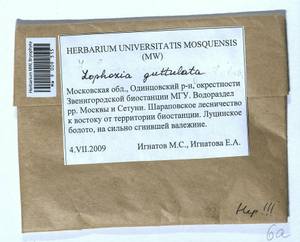 Lophozia guttulata (Lindb. & Arnell) A. Evans, Bryophytes, Bryophytes - Moscow City & Moscow Oblast (B6a) (Russia)