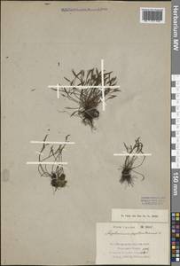 Asplenium septentrionale (L.) Hoffm., Caucasus, Dagestan (K2) (Russia)