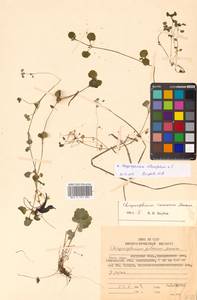 Chrysosplenium ramosum Maxim., Siberia, Russian Far East (S6) (Russia)