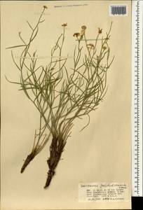 Takhtajaniantha pseudodivaricata (Lipsch.) Zaika, Sukhor. & N. Kilian, Mongolia (MONG) (Mongolia)