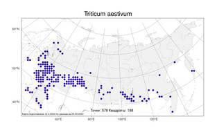 Triticum aestivum L., Atlas of the Russian Flora (FLORUS) (Russia)