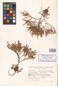 Goniolimon rubellum (S. G. Gmel.) Klokov, Middle Asia, Caspian Ustyurt & Northern Aralia (M8) (Kazakhstan)