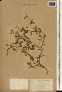 Calendula arvensis L., South Asia, South Asia (Asia outside ex-Soviet states and Mongolia) (ASIA) (Syria)