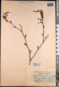 Alnus alnobetula subsp. fruticosa (Rupr.) Raus, Siberia, Yakutia (S5) (Russia)