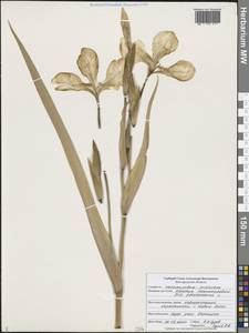 Iris pseudacorus L., Eastern Europe, Central forest-and-steppe region (E6) (Russia)