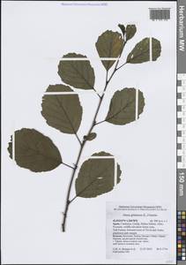 Alnus glutinosa (L.) Gaertn., Western Europe (EUR) (Spain)
