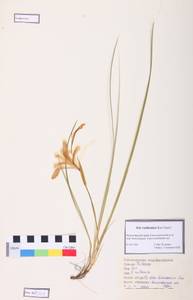 Iris ruthenica Ker Gawl., Siberia, Central Siberia (S3) (Russia)
