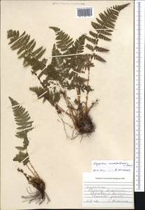 Dryopteris mindshelkensis Pavlov, Middle Asia, Western Tian Shan & Karatau (M3) (Kazakhstan)