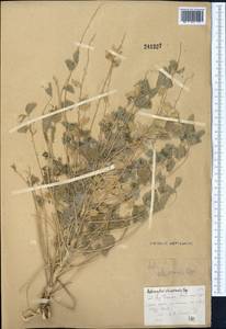 Astragalus chiwensis Bunge, Middle Asia, Syr-Darian deserts & Kyzylkum (M7)