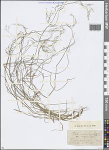 Poa nemoralis L., Caucasus, North Ossetia, Ingushetia & Chechnya (K1c) (Russia)