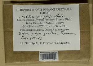 Pohlia camptotrachela (Renauld & Cardot) Broth., Bryophytes, Bryophytes - Middle Russia (B6) (Russia)