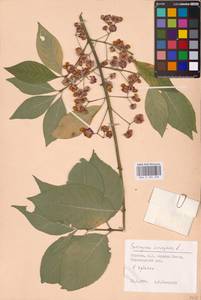 Euonymus europaeus L., Eastern Europe, North Ukrainian region (E11) (Ukraine)