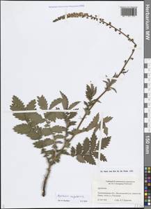 Agrimonia eupatoria L., Eastern Europe, North-Western region (E2) (Russia)