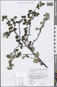 Cotoneaster, Siberia, Baikal & Transbaikal region (S4) (Russia)