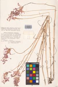 Allium praescissum Rchb., Eastern Europe, Lower Volga region (E9) (Russia)