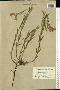Dianthus chinensis, Eastern Europe, Moscow region (E4a) (Russia)