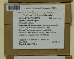 Homomallium incurvatum (Schrad. ex Brid.) Loeske, Bryophytes, Bryophytes - North Caucasus & Ciscaucasia (B12) (Russia)