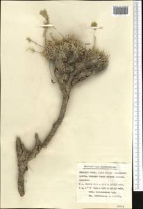 Smelowskia calycina (Stephan) C.A. Mey., Middle Asia, Pamir & Pamiro-Alai (M2) (Tajikistan)