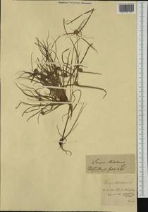 Cyperus michelianus (L.) Delile, Western Europe (EUR)