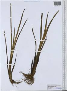 Sparganium erectum subsp. microcarpum (Neuman) Domin, Eastern Europe, Volga-Kama region (E7) (Russia)