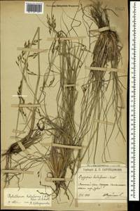 Piptatherum holciforme (M.Bieb.) Roem. & Schult., Crimea (KRYM) (Russia)