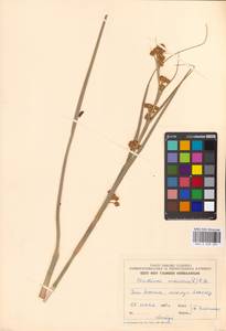 Cladium mariscus (L.) Pohl, Eastern Europe, Estonia (E2c) (Estonia)