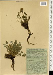 Phlojodicarpus sibiricus (Stephan ex Fisch.) Koso-Pol., Mongolia (MONG) (Mongolia)