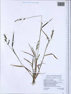 Echinochloa crus-galli (L.) P.Beauv., Western Europe (EUR) (Italy)