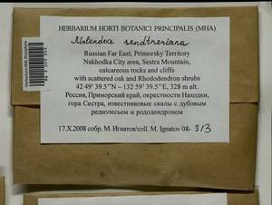 Molendoa sendtneriana (Bruch & Schimp.) Limpr., Bryophytes, Bryophytes - Russian Far East (excl. Chukotka & Kamchatka) (B20) (Russia)