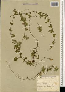 Linnaea borealis L., Caucasus, South Ossetia (K4b) (South Ossetia)