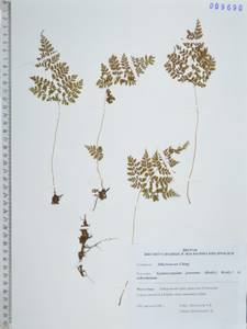 Gymnocarpium jessoense (Koidz.) Koidz., Siberia, Russian Far East (S6) (Russia)