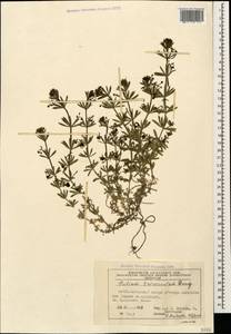 Galium tricornutum Dandy, Caucasus, Azerbaijan (K6) (Azerbaijan)